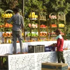 Fruits Counter-1